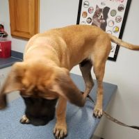 Aledo Veterinary Clinic ico