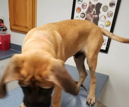 Aledo Veterinary Clinic