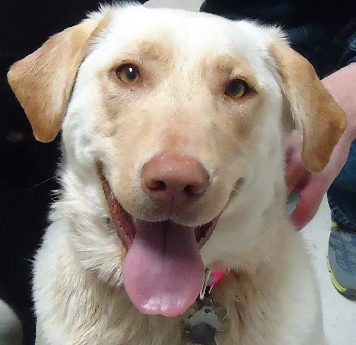 Aledo Veterinary Clinic Picture 10
