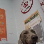 All Animal Health Care