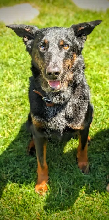 Hello Harmony Vet Picture 2