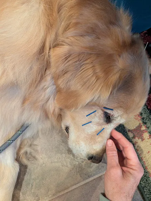 Hello Harmony Vet Picture 8