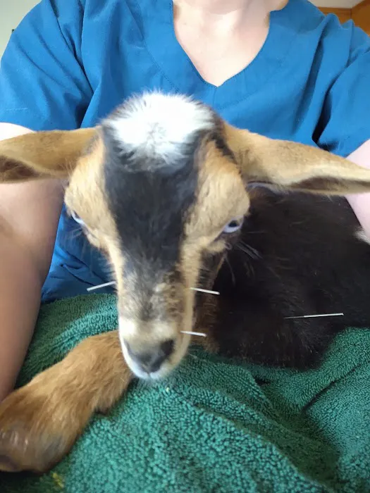 Hello Harmony Vet Picture 10