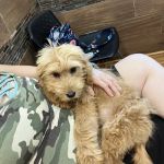 Spoon River Animal Clinic