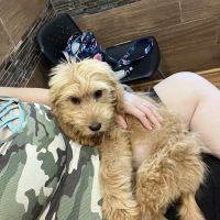 Spoon River Animal Clinic ico