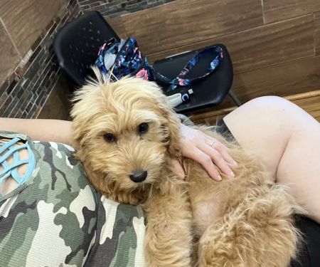 Spoon River Animal Clinic
