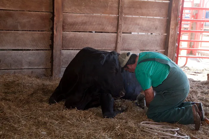 Spoon River Animal Clinic Picture 10