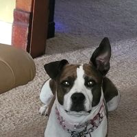 Oakdale Veterinary Center ico