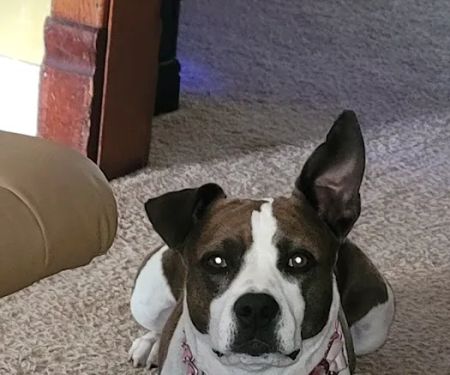 Oakdale Veterinary Center