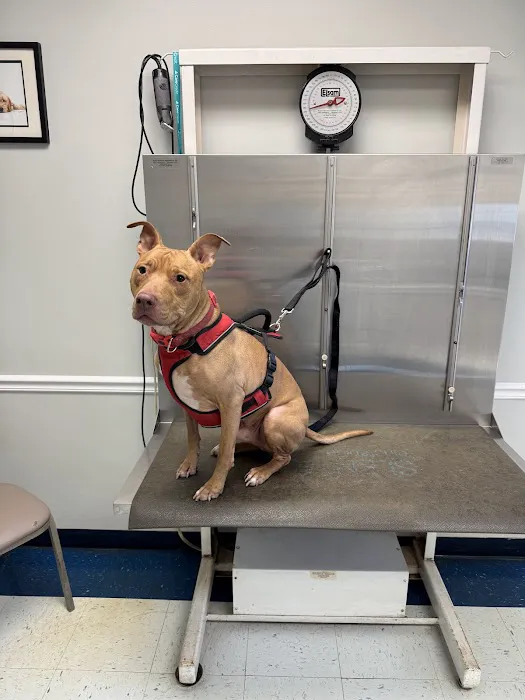 Monmouth Small Animal Hospital Picture 5