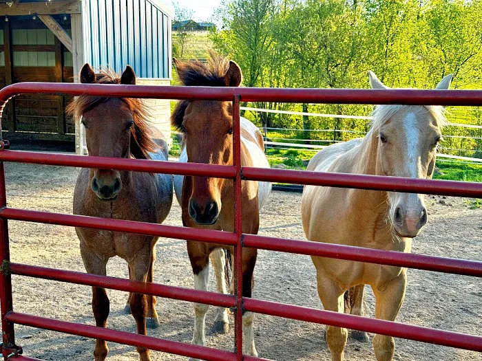 Country View Equine Clinic Picture 1