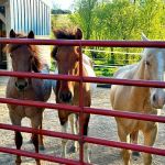 Country View Equine Clinic