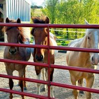 Country View Equine Clinic ico