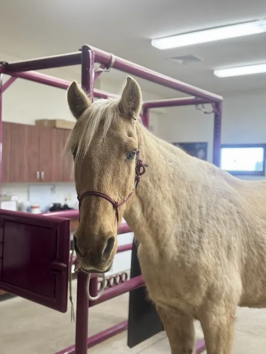 Country View Equine Clinic Picture 3