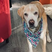 True Veterinary Care ico