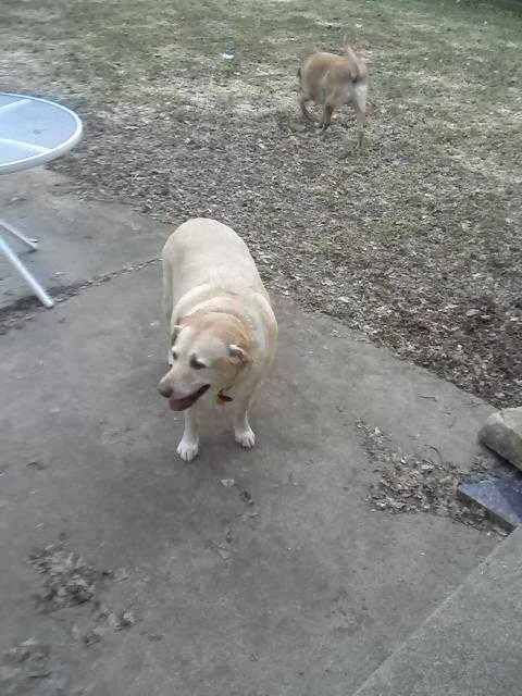 Village Animal Clinic Picture 2