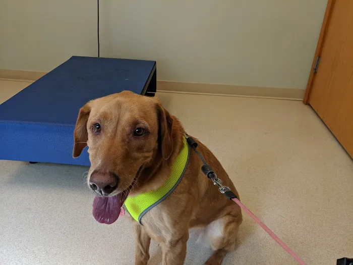 Village Animal Clinic Picture 10