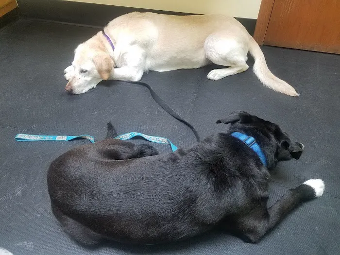 Verona Veterinary Medical Service, S.C. Picture 2