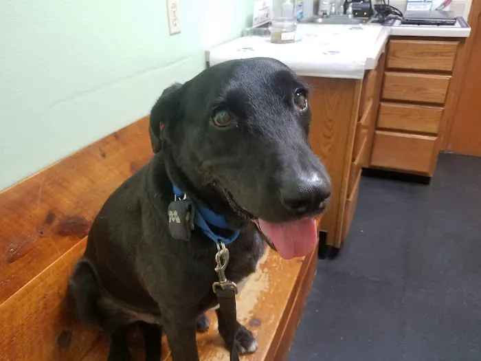 Verona Veterinary Medical Service, S.C. Picture 6