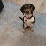 Lakeland Veterinary Care