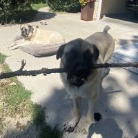 Stoughton Veterinary Service ico