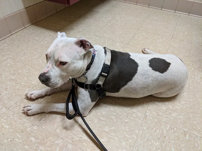 Animal Hospital of Verona Picture 1