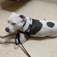 Animal Hospital of Verona ico
