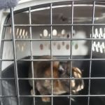 Mt Horeb Animal Hospital