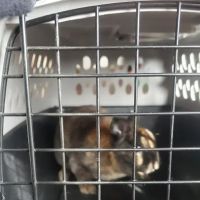 Mt Horeb Animal Hospital ico