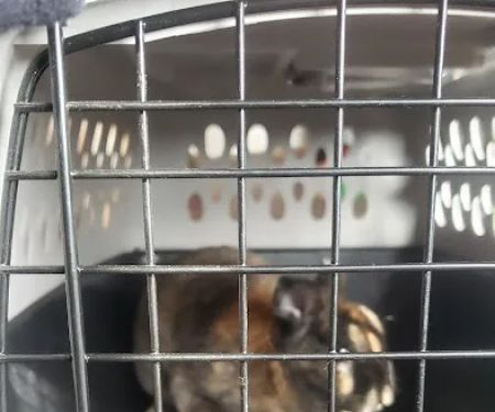 Mt Horeb Animal Hospital