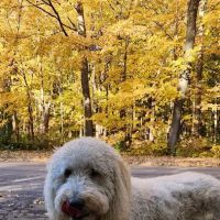 Forest Home Animal Clinic ico
