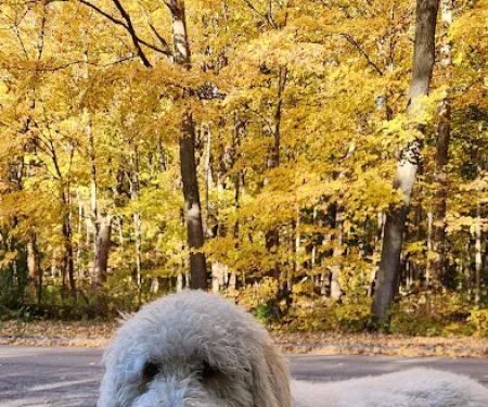 Forest Home Animal Clinic