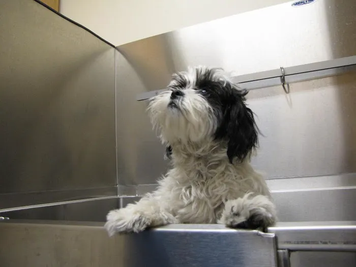 Forest Home Animal Clinic Picture 5