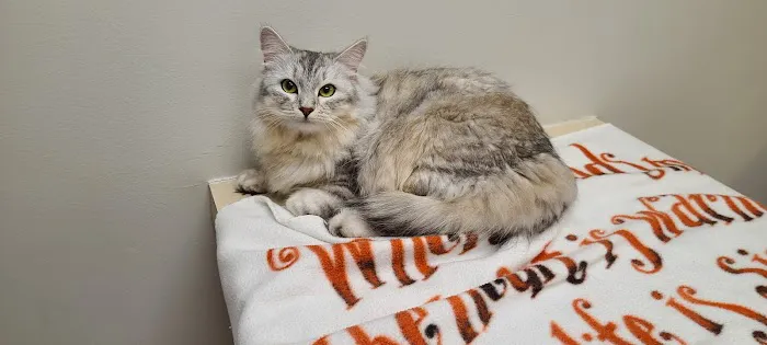 Greendale Village Vet Picture 2