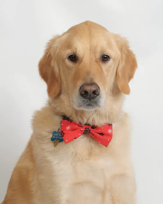 Greendale Village Vet Picture 8