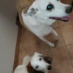 Veterinary Medical Associates: Passinault Kathleen M DVM