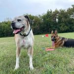 Hales Corners Veterinary Clinic