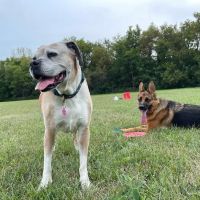 Hales Corners Veterinary Clinic ico