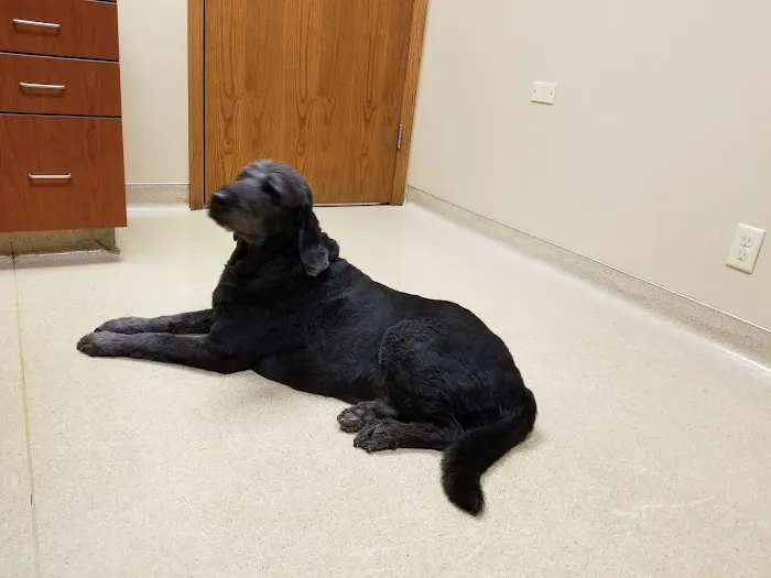 Hales Corners Veterinary Clinic Picture 7