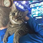Star Veterinary Wellness and Urgent Care Center