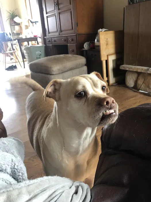 Star Veterinary Wellness and Urgent Care Center Picture 4
