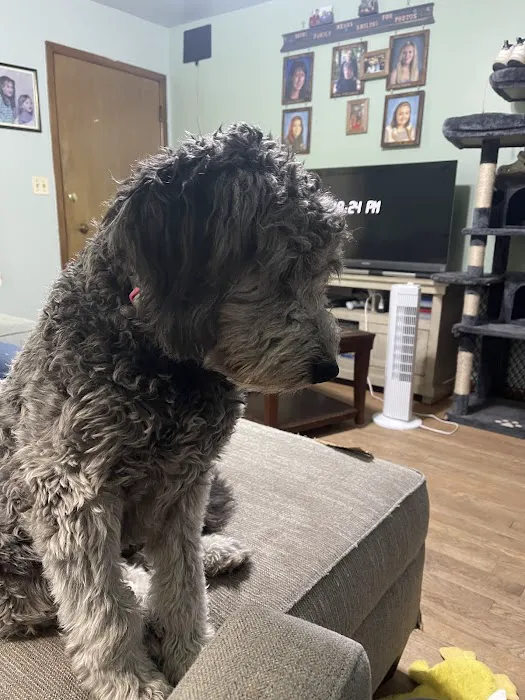 Star Veterinary Wellness and Urgent Care Center Picture 5