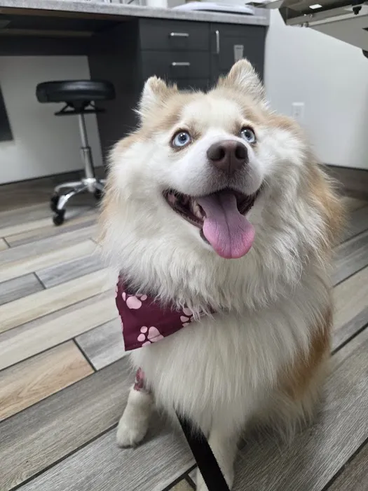 Star Veterinary Wellness and Urgent Care Center Picture 6