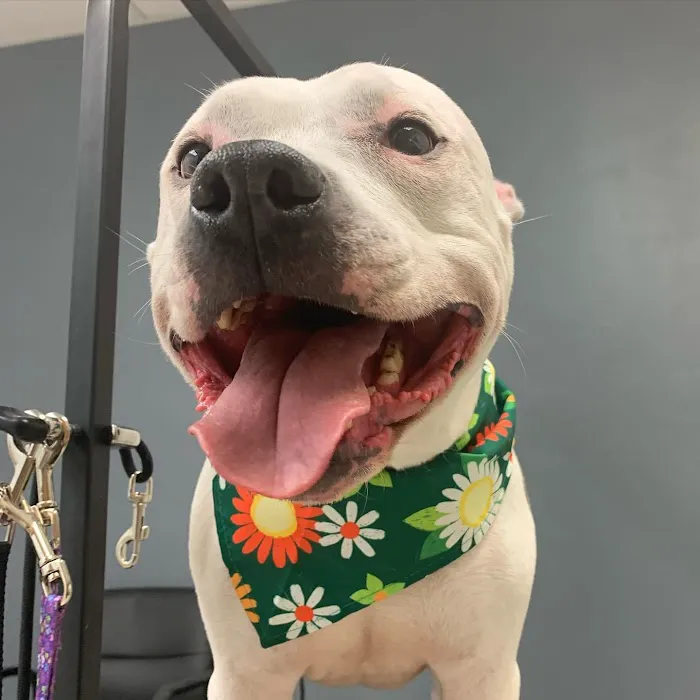 Star Veterinary Wellness and Urgent Care Center Picture 8