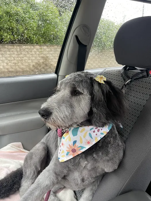 Star Veterinary Wellness and Urgent Care Center Picture 10