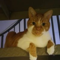 Oak Creek Veterinary Care ico