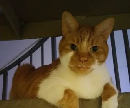 Oak Creek Veterinary Care
