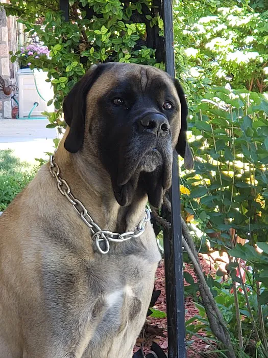 Oak Creek Veterinary Care Picture 3