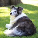 Our Pets Our Family