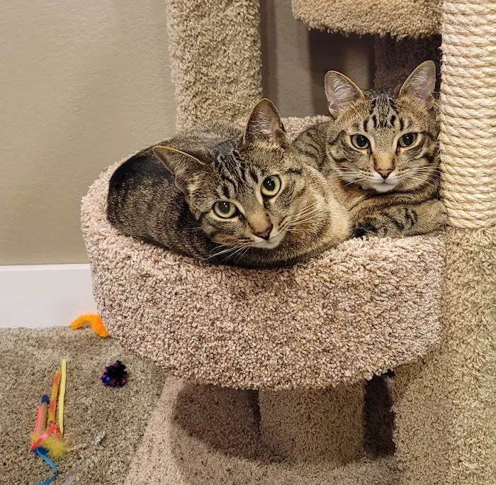 Greenfield Veterinary Clinic Picture 8